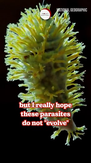 The Terrifying World of Zombie Insects Explained