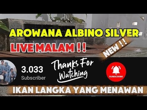 AROWANA ALBINO SILVER ADALAH IKAN LANGKA YANG MENAWAN !! LIVE STREAMING MALAM !! NEW !! 14-09-2025 !