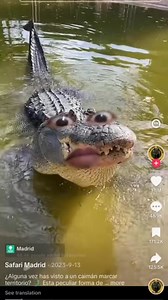 92K views · 1.5K reactions | Unsa pod kaha nakaon ani na Ming sulud man diha kabalo naa jud buaya ayy ala najud namao ni. lay ayaw Ana lay looy kaayu lay ayaw lay wag mo kainin lay maayu Gani naabot ang amo sa buaya Ming tuo tapos sa amo Mao to na rescue najid tawon ang tawo. | prettyvlog | Facebook