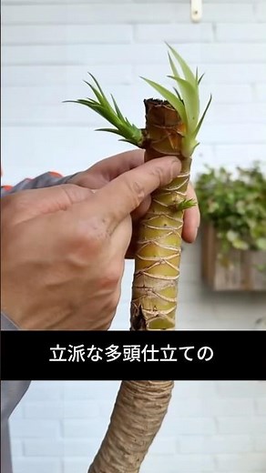See What Happens When You Prune a Dracaena! Pruning Techniques for Rapid New Growth