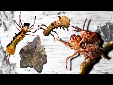 LOBSTER MOTH: How to BREED Them! (Stauropus fagi) My CRAZY PETS in MothCycles
