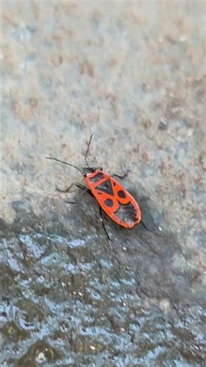 Spotted this European firebug (Pyrrhocoris apterus), a striking red-and-black bug