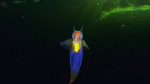 Amazing Sea Angels: Strong Swimmers of the Ocean