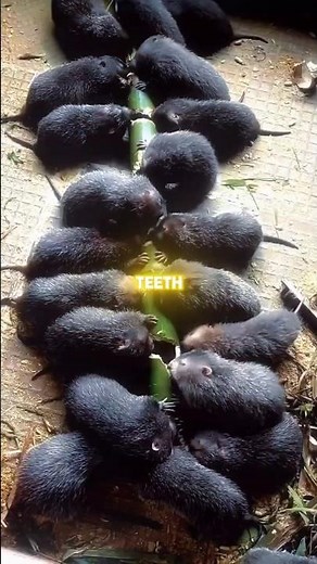 This Giant Rat Isn’t a Pest. It’s a Business.