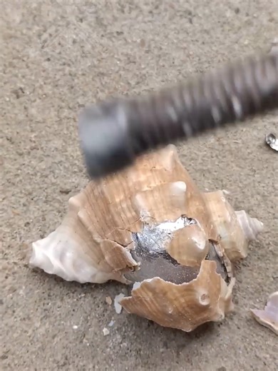 Aluminum Snail Shell How to Fix Casting Errors #shorts #viralvideo #restoration #ytshorts