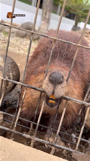 前歯をひっかけて遊ぶビーバー🦫 A Beaver Playing by Hooking Its Front Teeth 🦫 #ビーバー #beaver #阿蘇ファームランド #かわいい動物