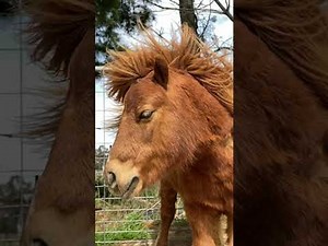Miniature Pony Poses Like a Super Model - video Dailymotion