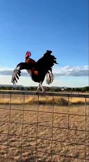 😳A Wild Dog Chases a Rooster… Until the Rooster Actually Flies Away