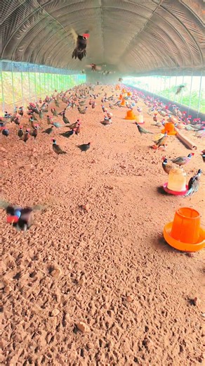 Watch the mesmerizing daily life in a large pheasant farm