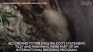 Red Panda Gives Birth to 'Miracle' Cub Nicknamed 'Little Red' After Death of Partner