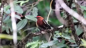 So Beautiful Small Bird Singing So Great😍 | Top Birds