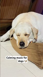 #cute #puppy #pets #love #coco #funny #cockapoo #comedyfilms #comedymovies #funnycomedy