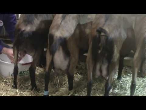 Chèvres du Rove et chèvres alpines salon de l'agriculture 2013