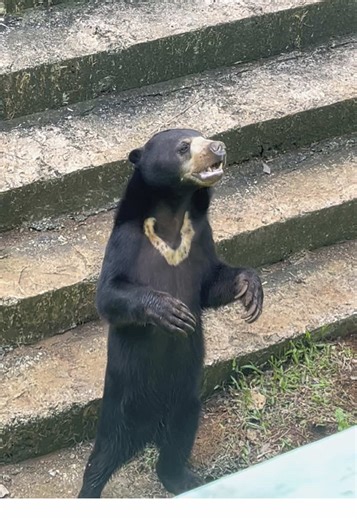 Beruang Madu di Ragunan: Kisah Mengharukan
