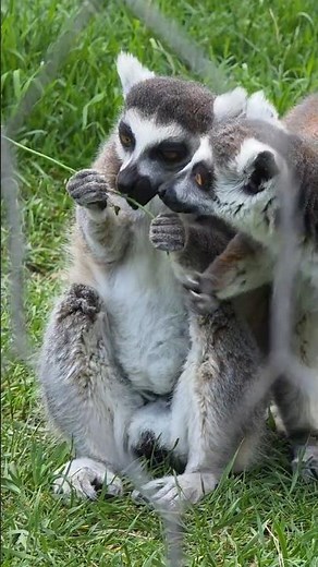 Lemur Close-Up is WILD 😳 | 4K Short
