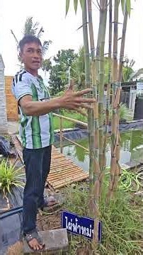 First time seeing and hearing about Fah Mon bamboo #FahMonBamboo