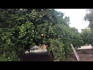 Old memory volvo 780