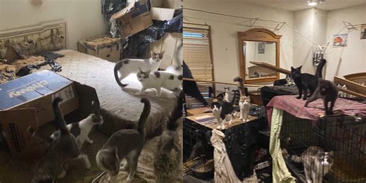 Animal shelter rescues more than 130 cats in its largest hoarding case in recent history