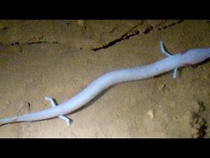 STRANGE Things Found in Caves