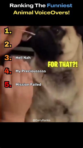 Ranking Funniest Animal VoiceOvers!.... The last one is so funny! 😂🐶🐱