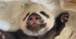 Footage shows baby panda's sleeping movements at nursery room