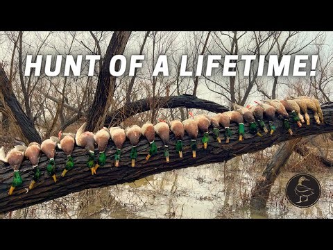 Best Duck Hunt of My Life! Mallards in Flooded Willows!