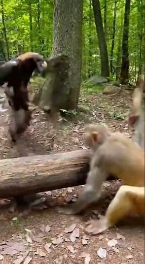 Monkey Uses Stick to Drive Away Eagle and Save the Kitten!