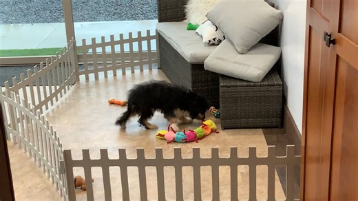 Alexandro - Cavapoo puppy for sale