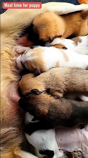 귀여운 강아지 만나보세요 / 愛らしい子犬に出会おう #JapanDogs #KoreaPuppies