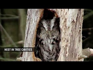 Eastern Screech Owl Fun Facts for Kids