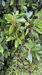 Tra poco si prepara l’allorino | Chef Stefano Barbato