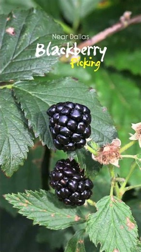 Blackberry Picking in Texas! A Hidden Farm Experience Near Dallas