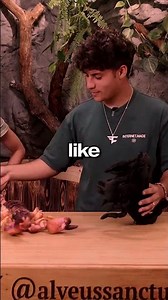 StableRonaldo explains how scorpions mate 😭 #stableronaldo #mayahiga #fazeclan