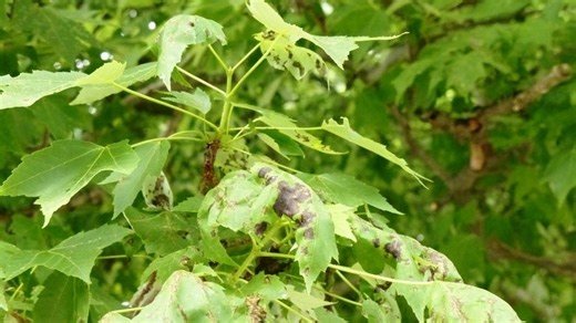 Garden: Maple tree disease prevalent this spring in Columbus