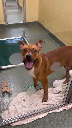 Rescue Dogs in Need of Loving Homes