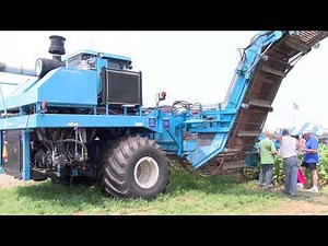 Growing horseradish in Wisconsin