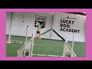 Chihuahua Competes in First Agility Competition, CPE Level 1 Standard Agility- Qualifying Score