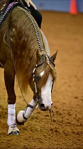 571K views · 18K reactions | We have a few horses currently available, including Simba, a fan favorite and barn favorite!• 2018 Stud, 5 Panel N/N • Gunnatrashya x FS Smart Doc Chic (PE$283,571+) • Has marked consistent 73-74s in the Open. Extremely pleasant to be around and to ride! Contact us for more information or to find out about others we have available. | Palmer Performance Horses | Facebook