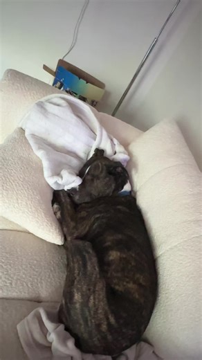 🤣🤣🤣🤣 #boxer #pit