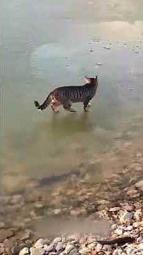 Cute & Crazy Pets Compilation 🐱🤣🐶