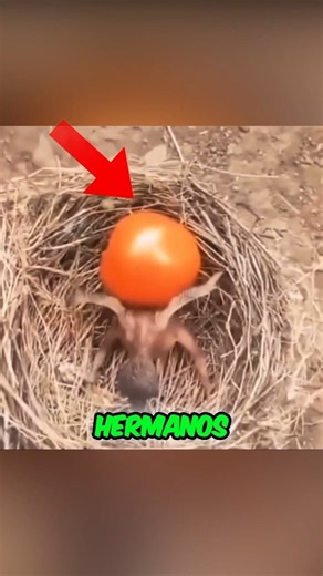 El Pajaro que Odia a sus Hermanos Polluelos #shorts