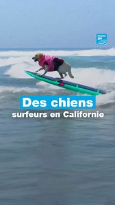 🐶🌊 Aux #EtatsUnis 🇺🇸, des chiens participent à une compétition de surf. Connaissez-vous le "Dog Surf-a-Thon" ? | FRANCE 24