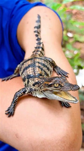 Remove Crocodiles with These AMAZING Hacks?