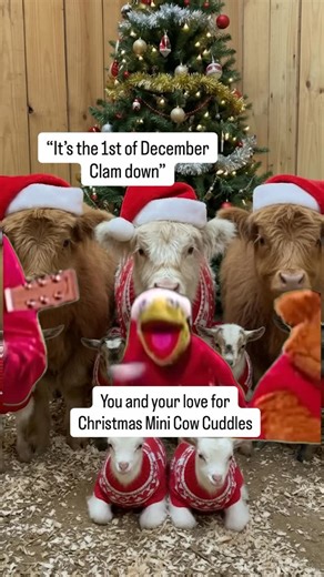 Milk & Honey Ranch on Instagram: "Happy December 1st!! Come get Mini Cow Cuddles THIS WEEK! ⬇️ 🎄✨Milk & Honey Ranch Christmas Experience 2025 ✨🎄 📅 December 5-7, 2025 | ⏰ 5:00 PM – 9:00 PM | Dec. 6th is SOLD OUT 📍 8202 Brandt Rd, Burton, TX 77835 Get ready for a magical holiday celebration at Milk & Honey Ranch! 🌟 This year’s Christmas Experience is bigger and brighter than ever — featuring all-new rides, a heartwarming Journey to Bethlehem, and the return of our Christmas Concert, Live Nati