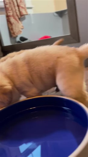 Understanding Labrador Milk Differences in Puppies