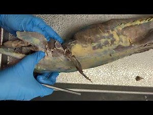 Mink Dissection - Group 1 Muscles (Hind Limb)