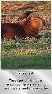🦫 The Animal Everyone Loves | Amazing Capybara Facts!