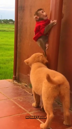 Adorable Monkey Ella & Pet Dog's Playtime! 🥰🐒 #monkey #cutemonkey #animals #pet #animallover #wildlife #babymonkey #reelstrending #newbornbaby #cuteanimals #reelsfacebook | Baby Monkey Life