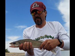 Nice Walleye on Caballo Lake NM Fishing with Gerald! - Spoonplugging