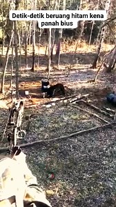 Detik-detik beruang hitam kena panah bius #panahbius #grizzly #beruang | M N Officiall